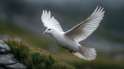 Obraz premium A Majestic White Bird Soars Over Rocky Cliffs Symbolizing Hope and Sustainable Future Investments