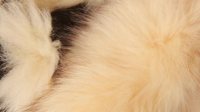 Female hand gently stroking soft beige animal fur with black spots, close up of tactile contact with leopard print or wild cat skin, luxury fashion and wildlife conservation concept, macro