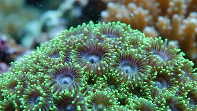 Captivating high definition video footage shows vibrant green zoanthid polyps gently pulsating in a marine aquarium environment
