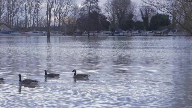 canada geese (Branta canadensis) swimming across flooded riverside park, boats at moorings in background