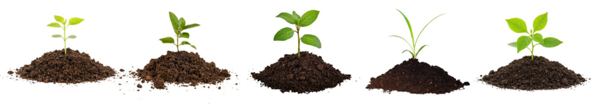 photograph of five small green seedlings growing in dark soil mounds, symbolizing growth, new beginnings, and nature's vitality.