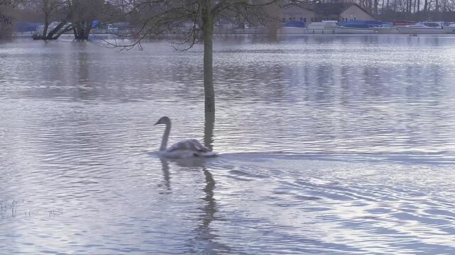 juvenile mute swan (Cygnus olor) swims past submerged tree in flooded park, boats in background