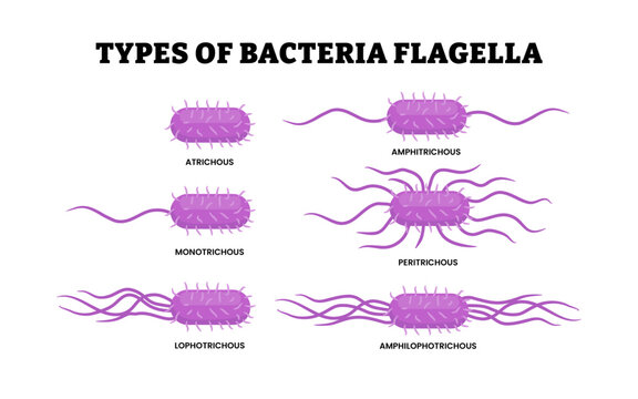 Different types of bacteria flagella types.  Flagellar Arrangement in Bacteria.  Various forms of flagellation with corresponding designations. Virus microbiology illustration vector.