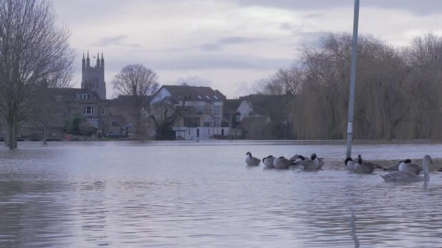 Flooded town riverside park, church and buildings in background, mute swans swim past canada geese roosting around submerged lamp post