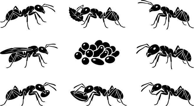 Insect Insects ant ants emmet pismire banner Vector, vector set silhouette
