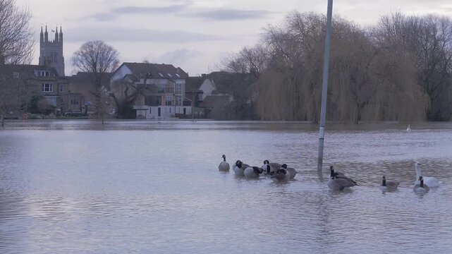flooded town park, swan and geese around lamp post, church tower and riverside buildings in distance