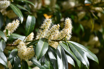 セイヨウバクチノキ　Cherry Laurel