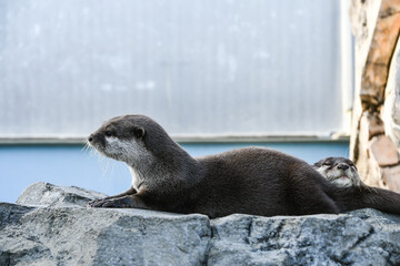 コツメカワウソ　Asian small-clawed otter