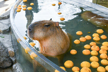 ゆず湯に入るカピバラ　A capybara soaking in a yuzu bath