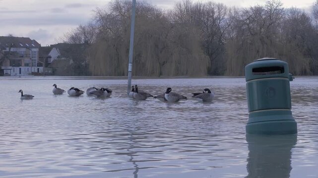 canada geese (Branta canadensis) around submerged lamp post in flooded park, submerged waste bin