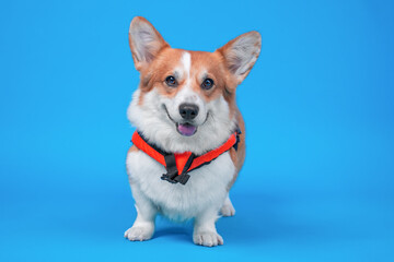 A Pembroke Welsh Corgi dog stands against a bright blue studio background wearing an orange life jacket, his ears up, smiling and his tongue hanging out.