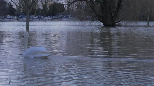 mute swan (Cygnus olor) swims across flooded park, late afternoon winter light, boats in distance