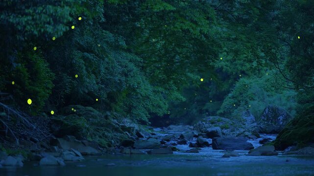 ホタルの乱舞、光を放つたくさんのホタルと自然の環境音(音声付き)