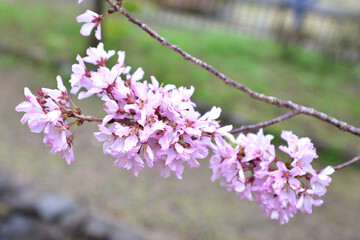 桜の花