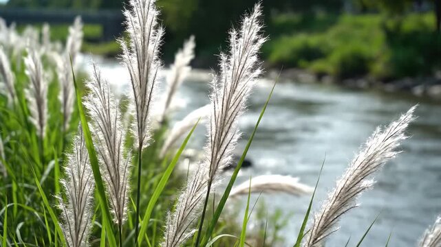 Closeup of tall feathery white grass plumes swaying gently in the breeze with a blurred river and lush green foliage in the background on a sunny day.