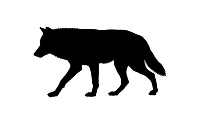 Obraz premium Wolf Silhouette - A Striking Image of Wildlife in Motion.