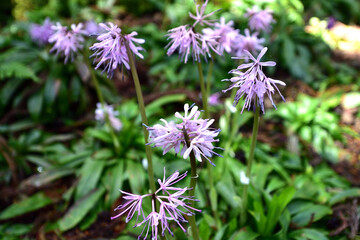 群生するショウジョウバカマの花