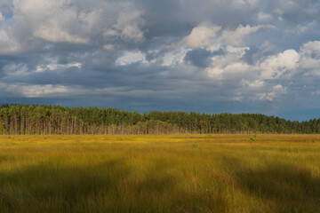 Fototapeta premium Walking route through the Sestroretskoye Boloto (Sestroretsk swamp) State Nature Reserve on a sunny summer day, Beloostrov, Saint Petersburg, Kurortny District, Russia