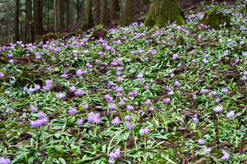 群生するショウジョウバカマの花