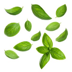 Fototapeta premium Several scattered, vibrant green basil leaves, some alone, others in clusters against a stark white background