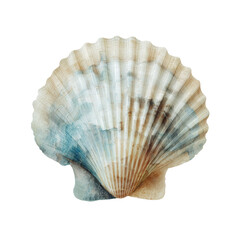 Coastal Seashell and Starfish Isolated on White Background