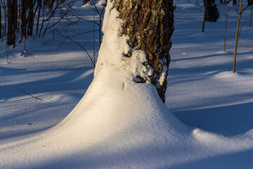 Majestic tree trunk blanketed by pristine snow in a serene winter forest. Golden hour light paints long blue shadows on the ground © PhotoChur