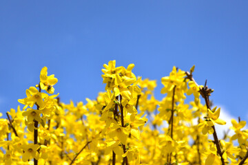 青空とレンギョウの花
