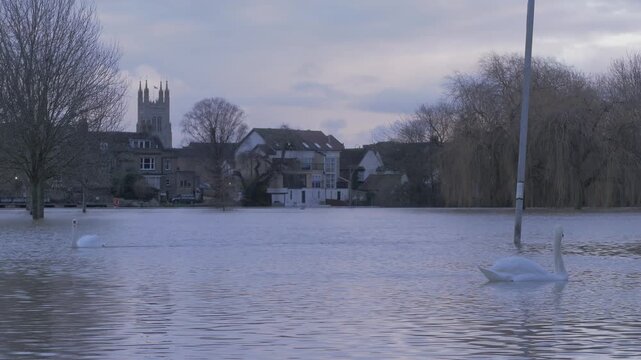 flooded riverside town park in later afternoon light, church, buildings, trees, lamp post, pair of mute swan