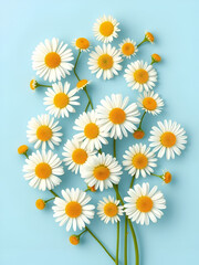 Fototapeta premium Chamomile flowers arranged flat on a blue background showcasing repetition and vibrant colors in spring and summer