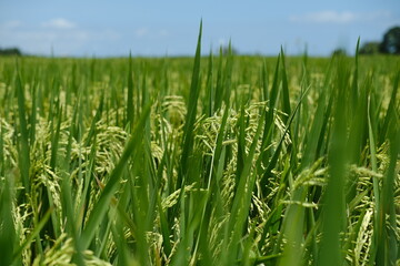Obraz premium Close-Up of Ripe Rice Ears Growing in Green Rice Field