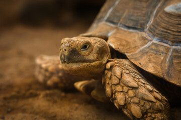 Obraz premium close up head of African spurred tortoise (Centrochelys sulcata)
