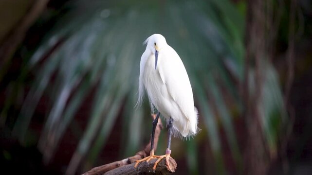 Snowy egret stands on a branch in a tropical setting with green background