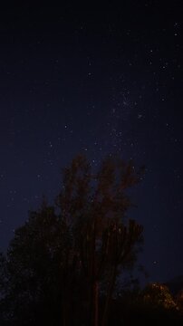 &Aacute;rbol y estrellas