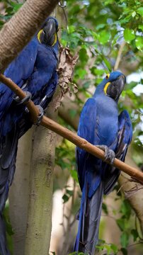 Blue parrots resting on branch in a green forest during daytime in a tropical habitat. Two blue parrots are perched on a branch in a forest filled with green leaves.