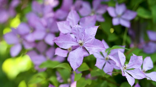 Flowering purple clematis in the garden. Flowers blossoming in summer. Beauty in nature.