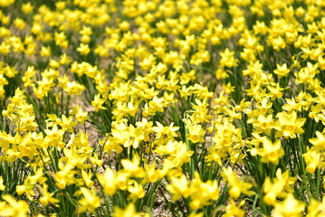  群生するスイセンの花