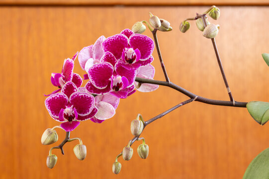 Vibrant pink and white phalaenopsis orchid blooms with delicate speckled petals and unopened buds 