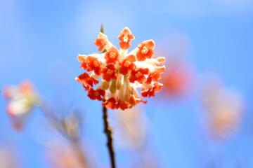 ベニバナミツマタの花