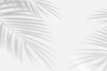 Abstract background of palm leaf shadows on a white wall. White and Black © Heru