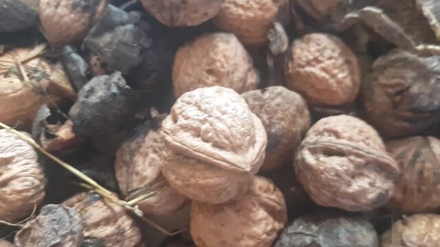 A close-up view of a whole harvested walnut, featuring its intact natural hard shell, which showcases its unique texture and vibrant earthy hues.