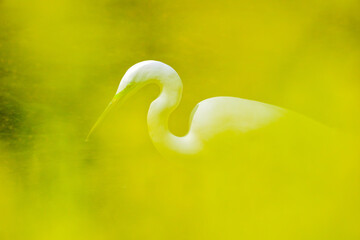 菖蒲の花越しに見たチュウサギ