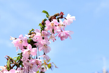 青空と海棠の花