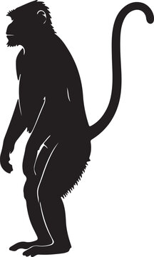 Langur in style in silhouette white backgruond۔