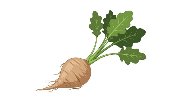 Fresh organic beetroot with long green leaves and roots isolated on a white background in a detailed food illustration style.