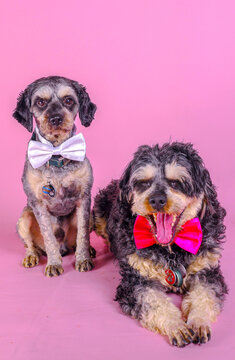 Two cute black and tan cavoodle wearing bow ties postng on pink background in a photo studio
