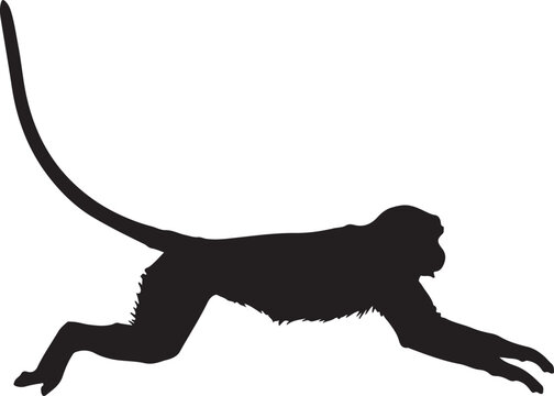 Patas monkey in style in silhouette white backgruond۔