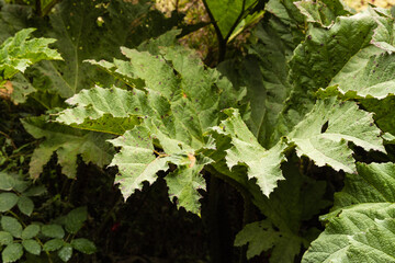 Giant Nalka Leaf in Native Chilean Forest
