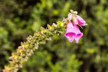 Foxglove (Digitalis purpurea) stem with bell-shaped pink flowers and dew drops, photographed in Queilén, Chiloé Island, Chile. © Novarifotos