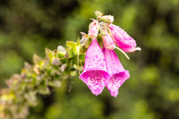 Close-up of foxglove (Digitalis purpurea) flowers with water droplets, photographed in Queilén, Chiloé Island, Chile. © Novarifotos