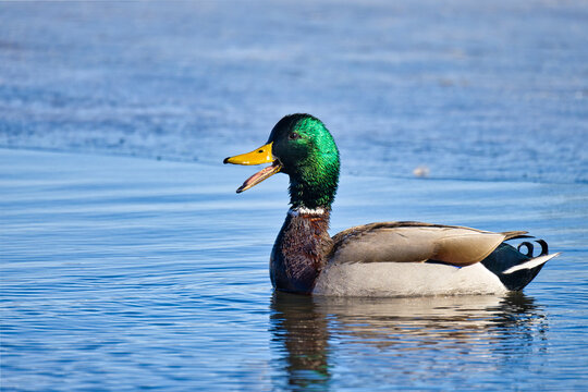 Mallard Male Duck 